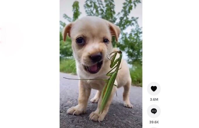 Встреча щенка и богомола просто взорвала просмотры в TikTok. Видео набрало 30 млн просмотров!