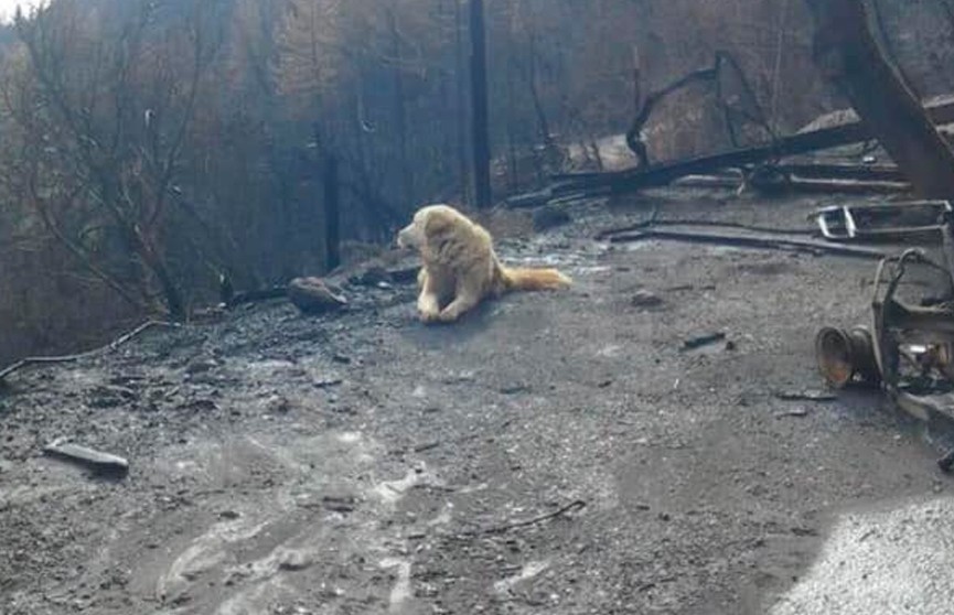 Пёс месяц ждал хозяйку на месте сгоревшего дома – и она за ним вернулась
