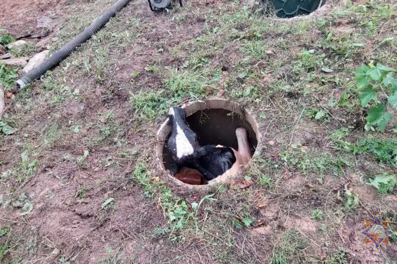 Спасатели достали из канализационного колодца провалившуюся корову