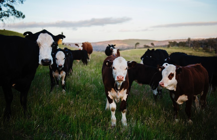 Коровы насмерть затоптали пастуха в Браславском районе