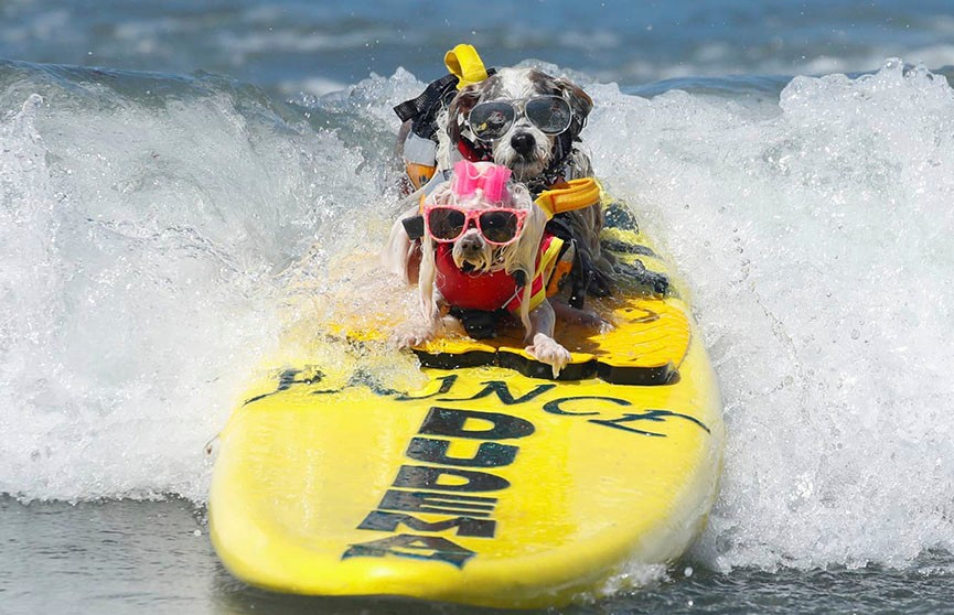 Соревнования по сёрфингу с собаками прошли в Калифорнии