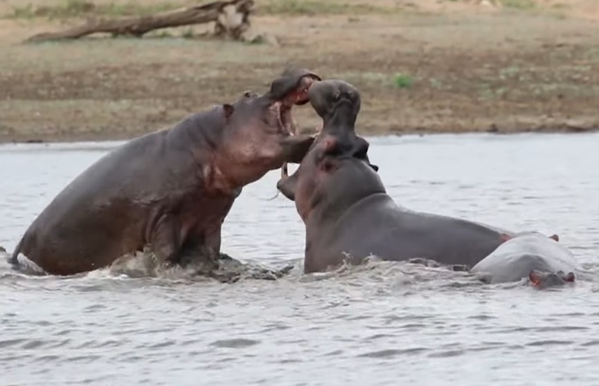 Бегемоты поссорились на глазах у посетителей сафари и попали на видео