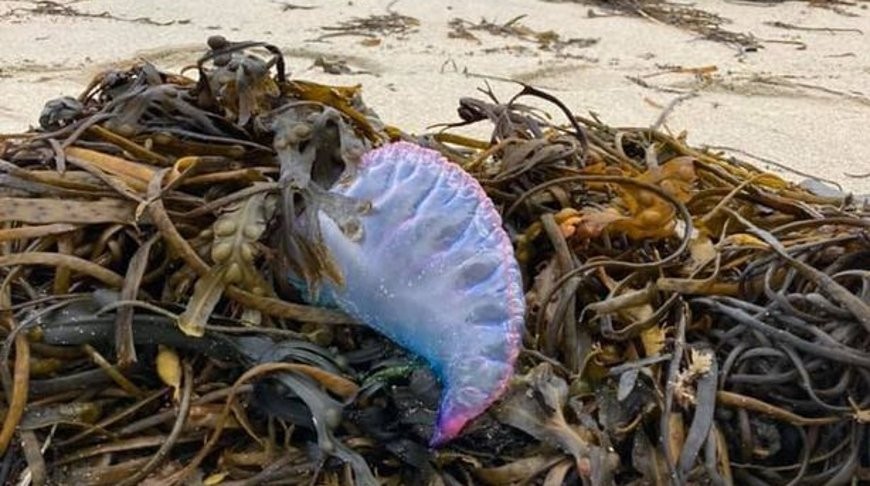 В Великобритании на пляж выбросило сотни фиолетовых существ, похожих на инопланетян