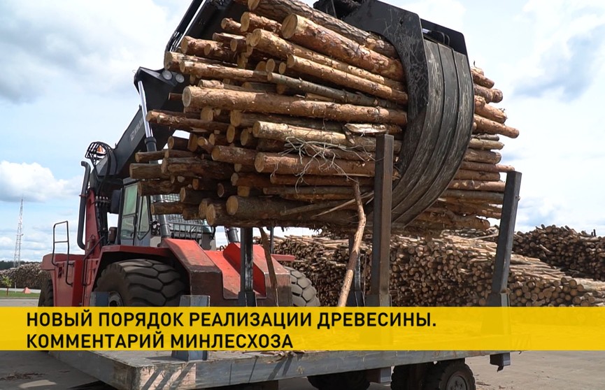 Процедура закупки лесных материалов в Беларуси для физлиц станет проще
