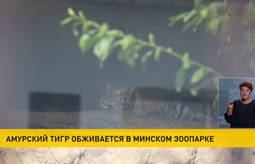 Спасенный в России амурский тигренок обживается в Минском зоопарке