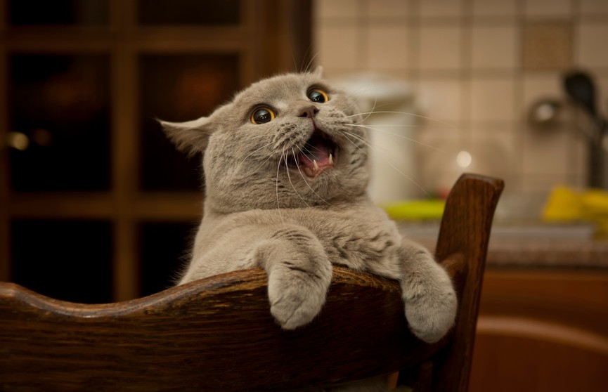 «У меня аж пресс от смеха заболел»: провальная попытка кота забраться на стул развеселила всех