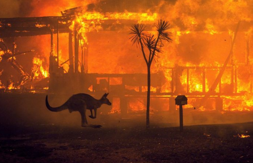 Полмиллиарда животных погибли из-за лесных пожаров в Австралии