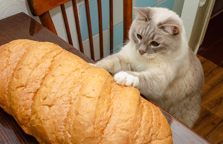 7+ смешных и милых фото, где коты похожи на буханки хлеба. Посмотрите, вы улыбнетесь 100%!
