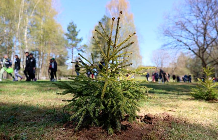 Луцкий: акцию по высадке деревьев в Хатыни поддержат многие белорусы