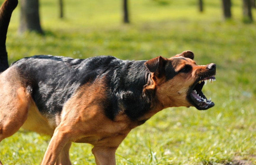 Агрессия у собак зависит от породы или от хозяина? Разбирались с владельцами опасных питомцев