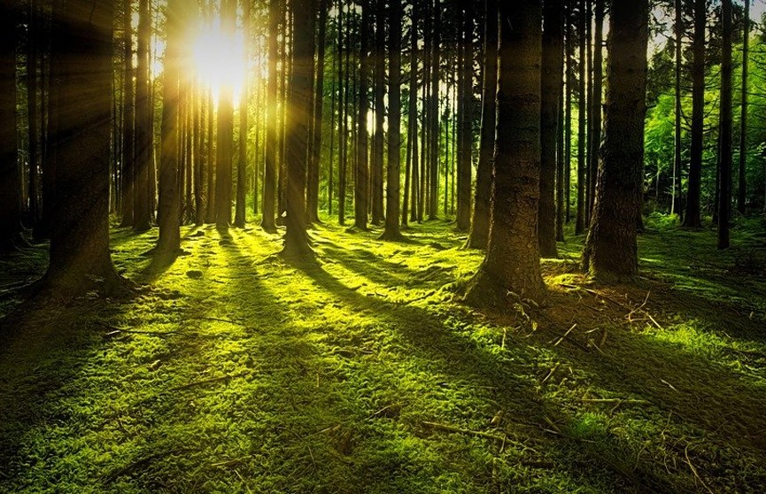 21 марта отмечают Международный день лесов