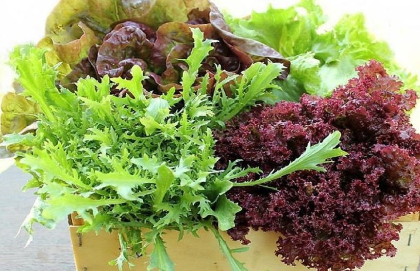 Топ-5 листовых салатов, которые полезнее всего есть на ужин