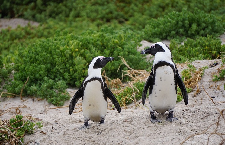 В Британии смотритель зоопарка продавал пингвинов и цапель через Facebook