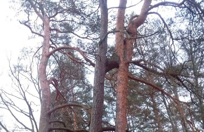 Фотофакт: в Беловежской пуще обнаружили редкое  природное явление