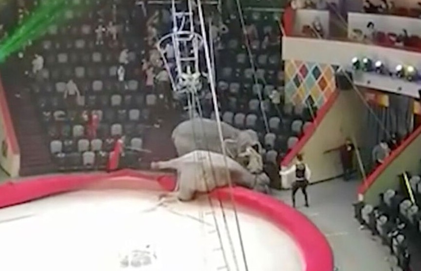 Два слона подрались во время циркового представления и упали за борт манежа