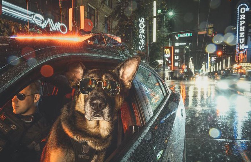 Полиция Канады выпустила календарь со служебными собаками