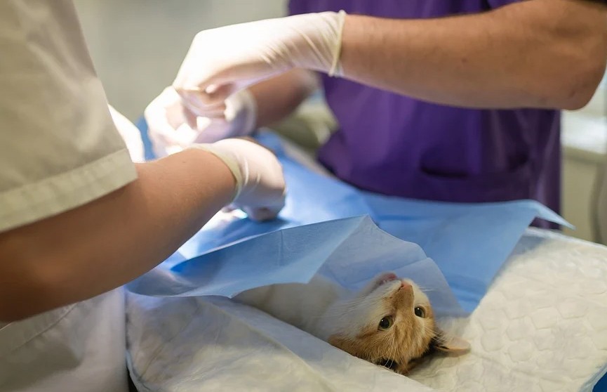 Россиянка напала на ветеринара после гибели ее кота во время кастрации
