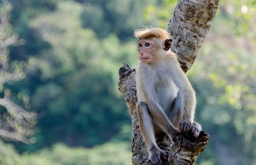 По Токио уже неделю разгуливает неуловимая обезьянка. Полиция забила тревогу