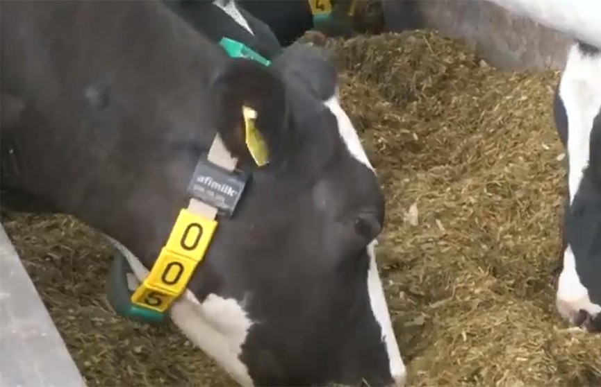 5G применяют для дойки коров в Великобритании