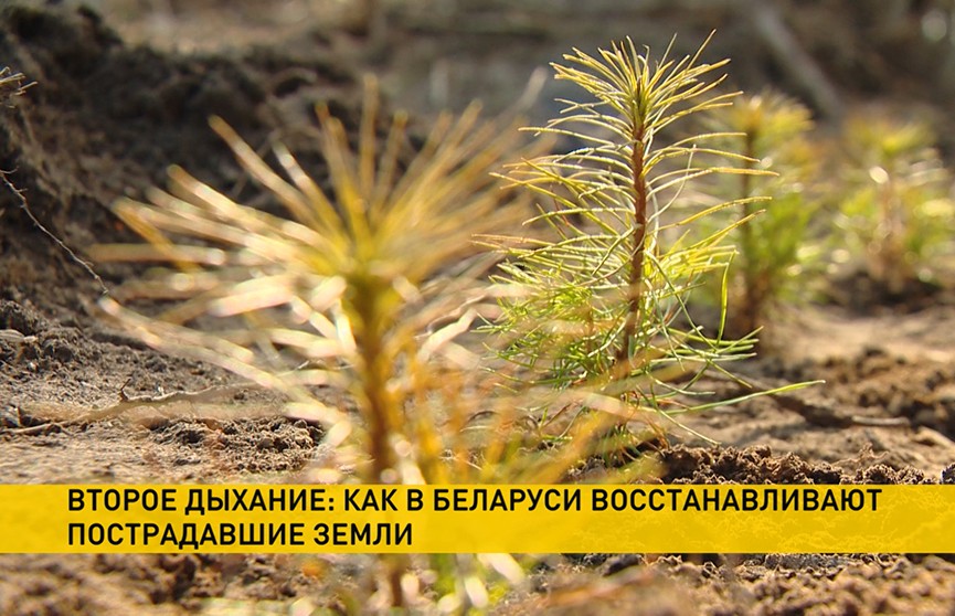Что делают в Беларуси для сохранения экосистем и возвращения земель в оборот?
