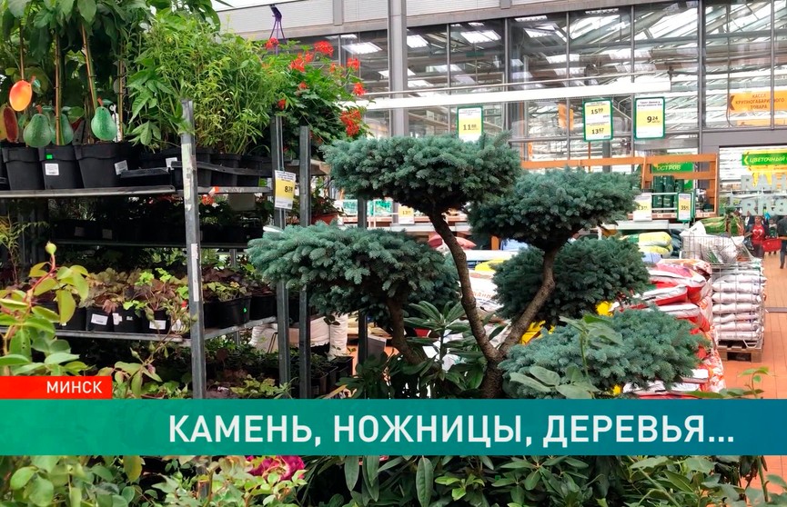 В минском магазине дерево в контейнере продают почти за 7 тысяч рублей!  Узнали, почему так дорого
