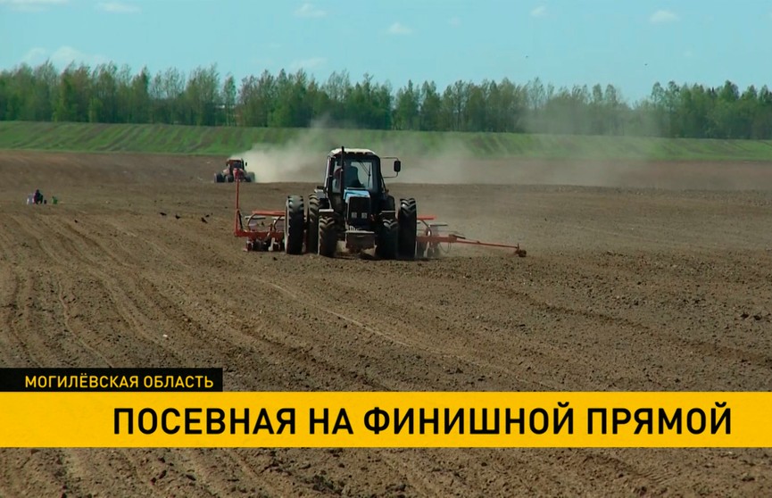 Посевная в Могилевской области завершается: осталась кукуруза на силос, а затем – просо и гречиха