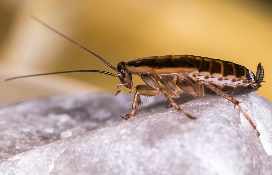 В Финляндии обнаружены гигантские тараканы