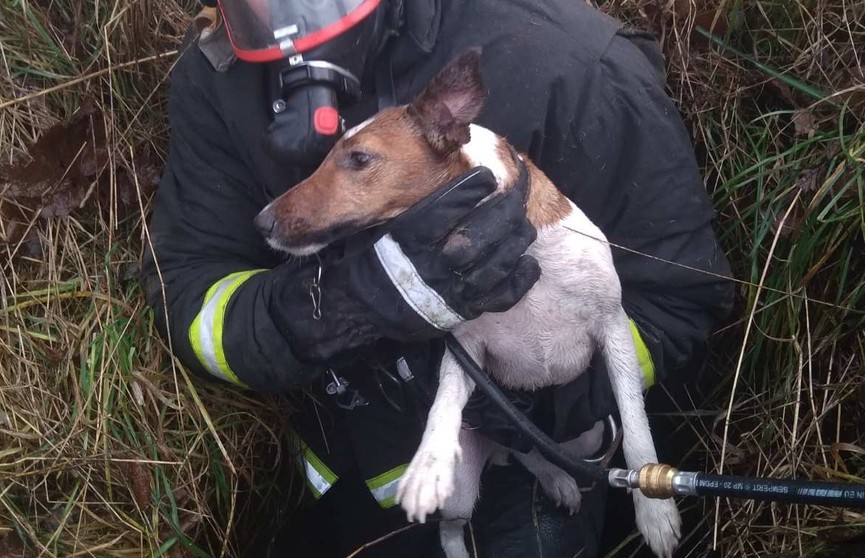 Спасатели достали охотничью собаку из заброшенного колодца с водой в Рогачевском районе