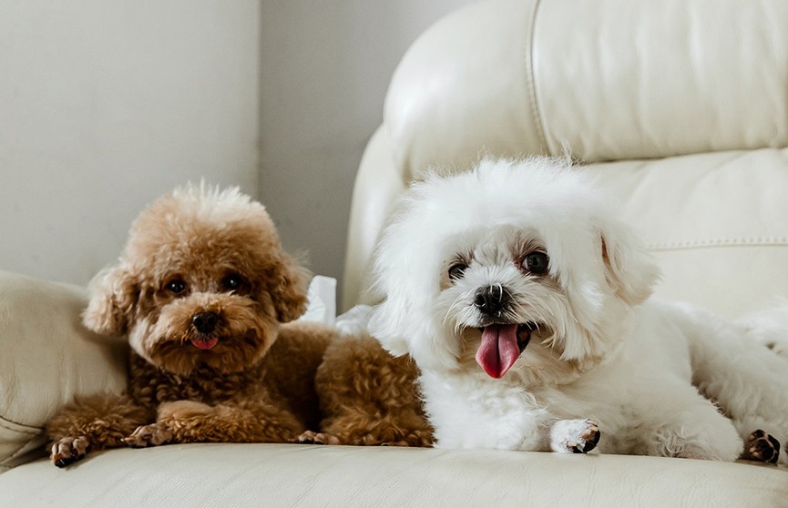 В Южной Корее выпустили первый в мире телевизор для собак
