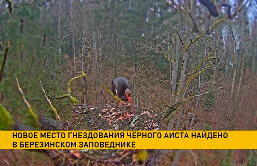 Новое место гнездования краснокнижного черного аиста обнаружили в Березинском заповеднике