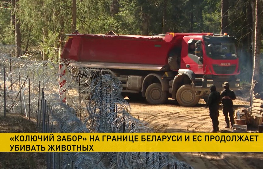 Забор на границе Беларуси и ЕС: произошла третья смерть животного с начала недели