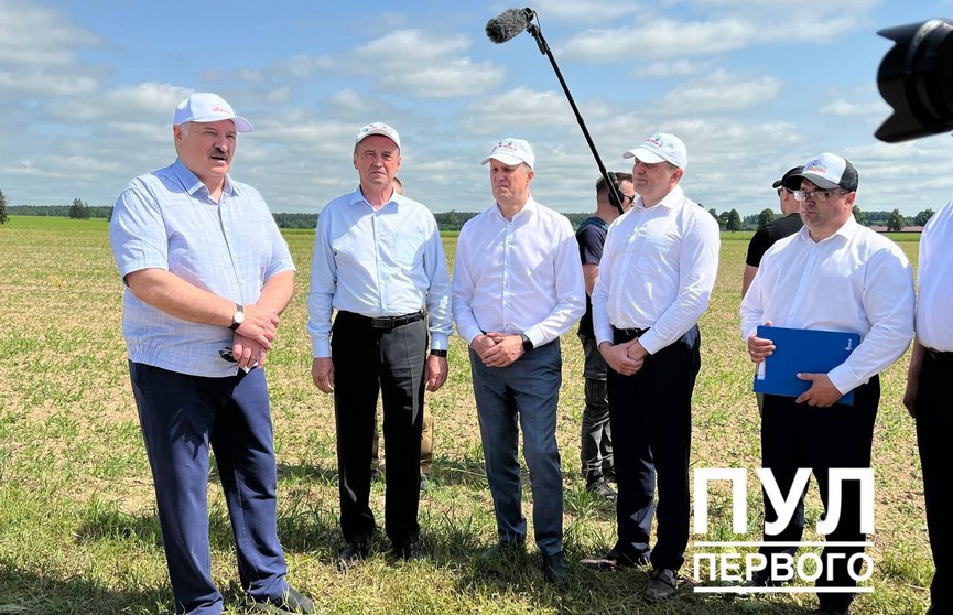 «Что мешает везде иметь такой рапс?» Лукашенко проинспектировал  экспериментальные президентские поля в Шкловском районе