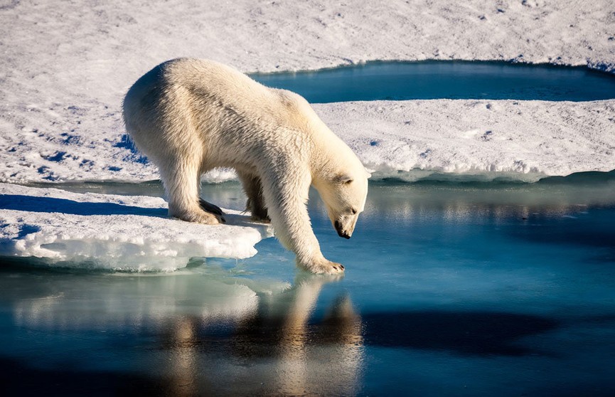 Ученые: Белые медведи могут исчезнуть к 2100 году