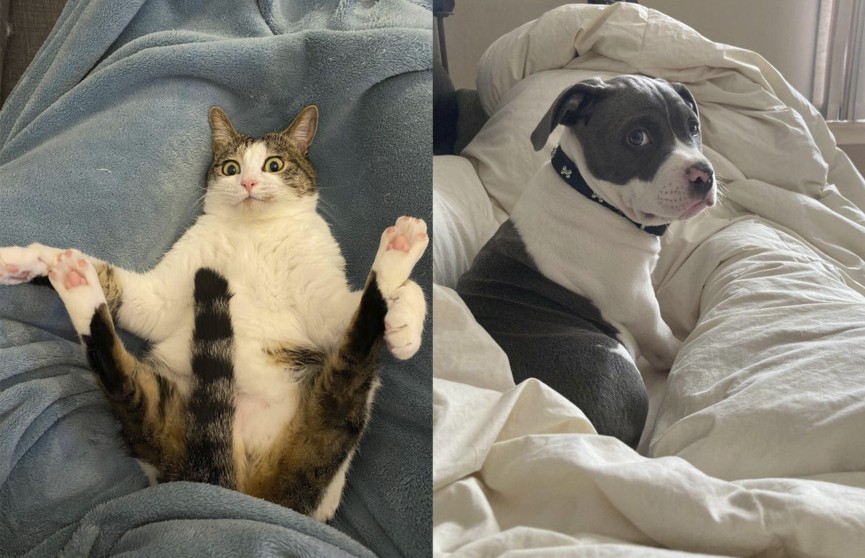 Короли эмоций: фото котов и собак, которые рассмешат вас до слез