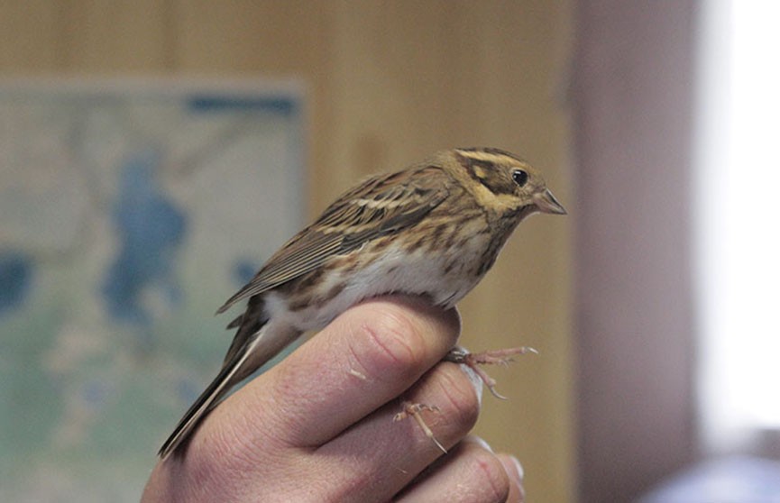 Новый вид птиц нашли в Беларуси