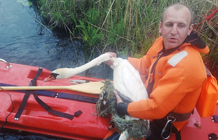 Лебедь запутался в рыболовных сетях в Сенненском районе: ему помогли спасатели