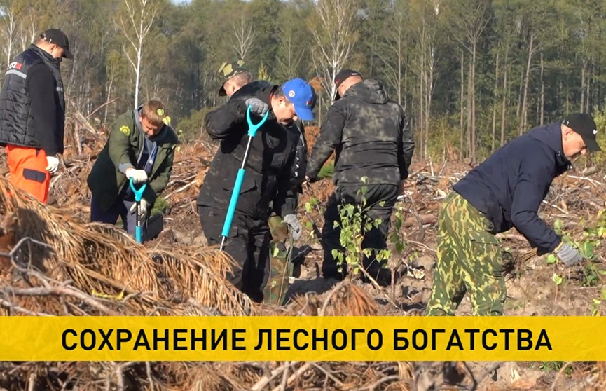 В Беларуси продолжают восстанавливать леса