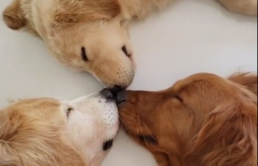 Невероятно мило: три собаки уснули нос к носу и растрогали интернет-пользователей (ВИДЕО)