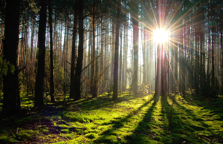Минлесхоз объявил конкурс на лучший девиз акции «Неделя леса»