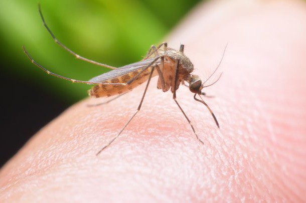 7 причин, из-за которых комары кусают именно вас