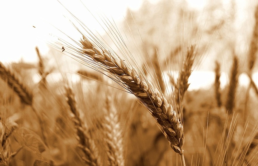 Жатва-2021: намолот зерна приближается к 5,5 млн тонн