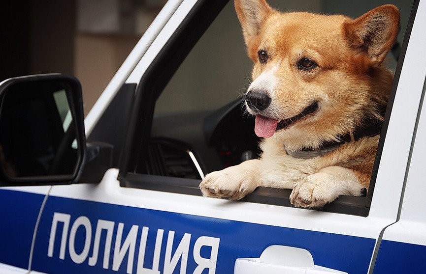 Единственный в России полицейский-корги ушел на пенсию