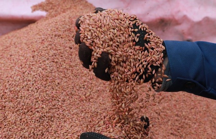 Воровали зерно на заказ: двоих мужчин из Постав задержали с мешками пшеницы