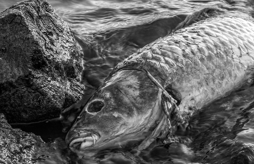 В Польше на реке Одра заметили плывущую из Чехии мертвую рыбу