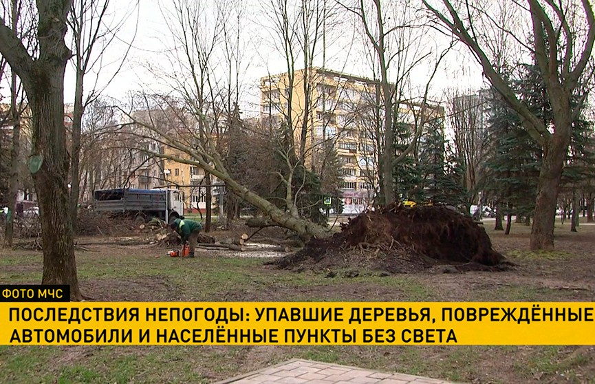 Упавшие деревья, поврежденные авто и отключенное электричество: в Беларуси продолжают устранять последствия непогоды