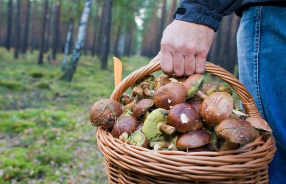 C начала года 37 человек отравились грибами в Беларуси: как обезопасить себя