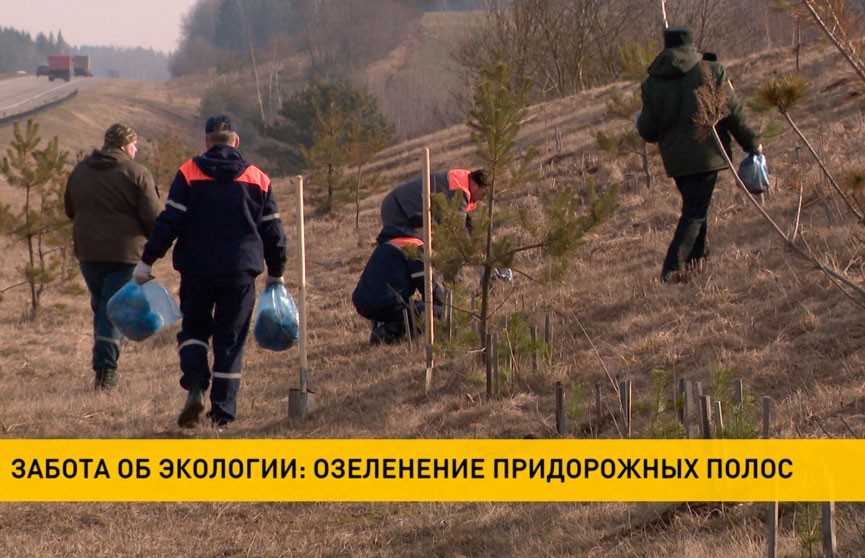 В Минской области взялись за активное озеленение придорожных полос