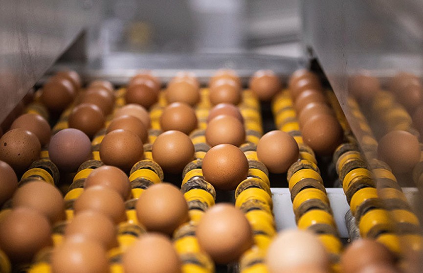 Путин: Беларусь предложила России поставки яиц