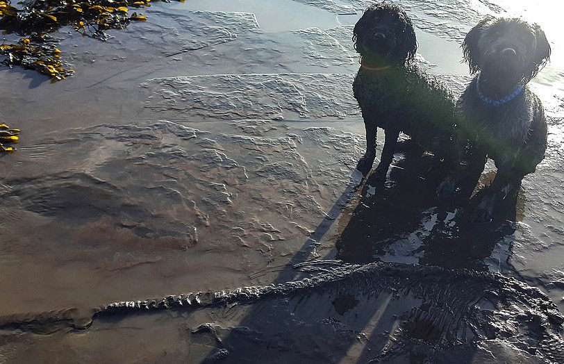 Британец выгуливал собак и нашел скелет динозавра