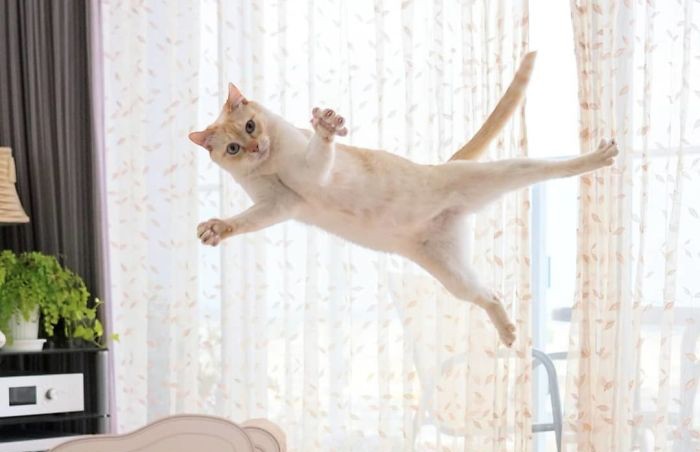 От балета до брейк-данса: танцующий кот Чако из Японии взорвал Instagram